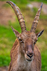 Steinbock - Alpen - Alpensteinbock - alpin - Allgäu