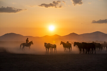 Wild horses run in foggy at sunset. Between Cappadocia and Kayseri, Turkey