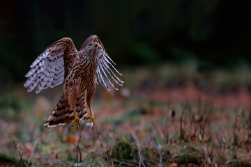 Northern goshawk flying in the forest of Noord Brabant in the Netherlands