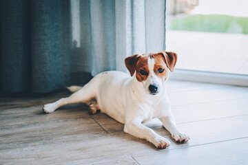 Adorable puppy Jack Russell Terrier  lying  on a wooden floor near a window.