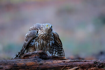 Northern goshawk protecting his food in the forest of Noord Brabant in the Netherlands