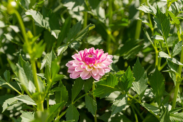 Full blooming of dahlia (Dahlia) in Japan in autumn