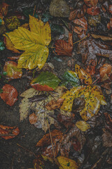 Herbstblätter