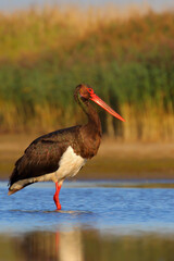 Black stork. Feeding bird on a lake. Ciconia nigra