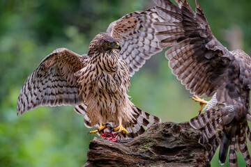 Northern goshawk protecting his food in the forest of Noord Brabant in the Netherlands