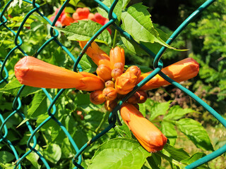 Orange buds of campsis blooming in a metal fence.