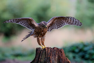 Northern goshawk in the forest of Noord Brabant in the Netherlands