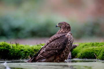 Northern goshawk taking a bath in the forest of Noord Brabant in the Netherlands