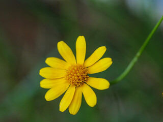 Small fresh and nature blooming yellow daisy, Close-up shot, select focus shallow depth of field