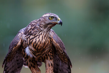 Portrait of an Northern goshawk in the forest of Noord Brabant in the Netherlands