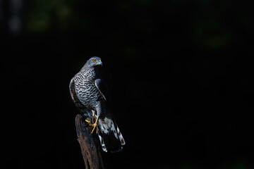 Northern goshawk sitting on a branch with a black background  in the forest of Noord Brabant in the Netherlands with copy space