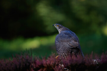 Northern goshawk protecting his food in the forest of Noord Brabant in the Netherlands
