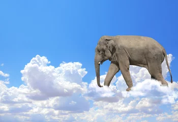 Horizontales Banner mit Elefanten über Wolken © frenta