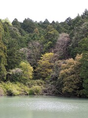 森の中にあるため池