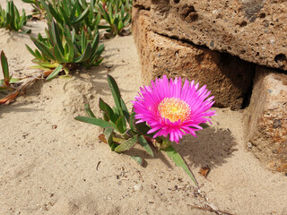 Purple flowers Carpobrotus edulis ( Carpobrotus acinaciformis ) blossom on the sand near the stones.