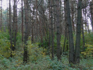 Pine trees in European forest at autumn day