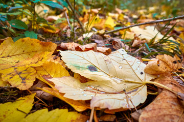 Autumn leaves with dew drops.