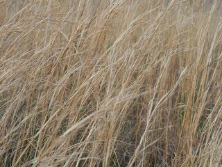 秋の野原