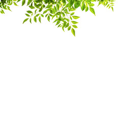 Isolate leaves on the white background. Green leaves for background.Fresh leaves.branch with green leaves isolated on white.
