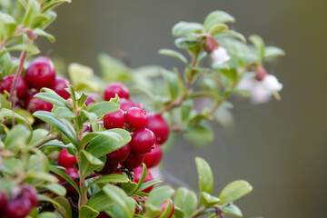 lingonberries