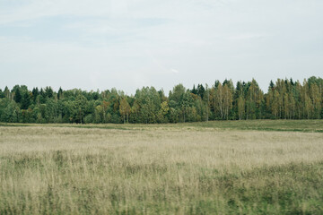 Forest and field in early autumn. Scenery