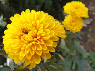 Yellow flowers Chrysanthemum indicum on the garden.