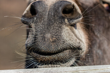 Osioł domowy Equus asinus, jego usta, nos i wąsy, uśmiechnięta twarz - piękne usta osła domowego - obrazy, fototapety, plakaty