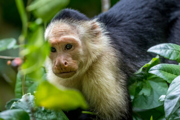 Portrait of a Capuchin monkey in Cahuita National Park, Costa Rica