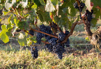 Close up of red merlot grapes in vineyard. St Emilion, Gironde, Aquitaine. France