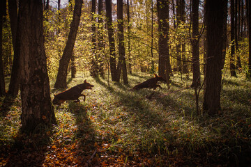 autumn forest in the morning