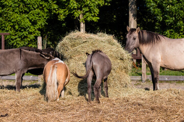 Zwierzęta domowe w zagrodzie podczas posiłku © PeterG