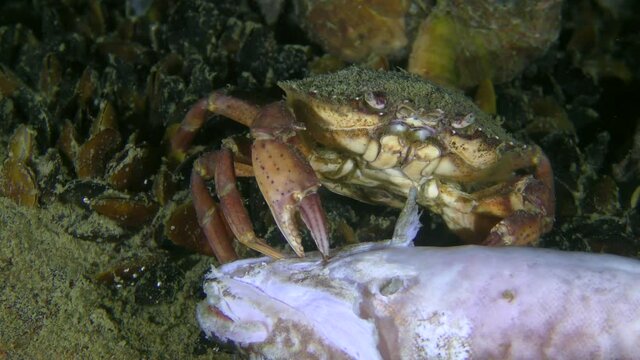 Green crab or Shore crab (Carcinus maenas) eats dead fish.