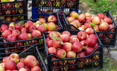 Red apples in boxes on the green grass in autumn orchard. Apple harvest and picking apples on farm in autumn.