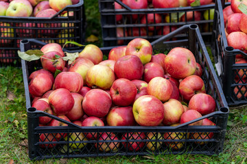 Apples in orchard. Harvest concept. Garden, fruits at fall harvest. Picked organic apples in boxes.
