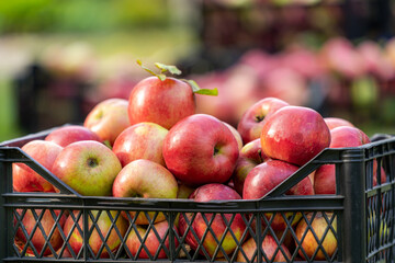 Red apples in boxes on the green grass in autumn orchard. Apple harvest and picking apples on farm.
