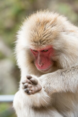 毛繕いをするニホンザル
