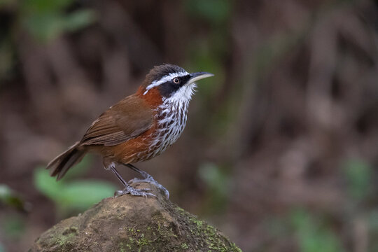 Taiwan scimitar babbler bird