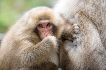 毛繕いをするニホンザル