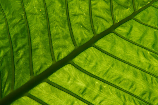 Fototapeta Close up of green rainforest leaf