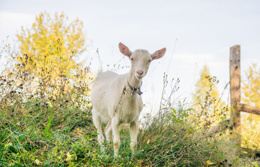 Small portrait of a goat. Goat in the pastureThe goat is grazing in the meadow. 