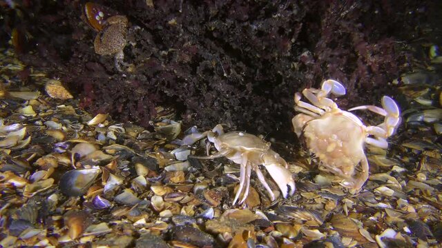 Biocenosis of red algae phyllophora (Phyllophora crispa): two swimming crab fight near algae.