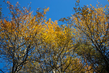 Fototapeta premium colourful aspen leaves in autumn