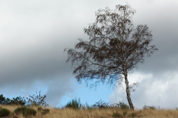 Petit arbre solitaire au milieu d'un pré