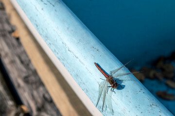 Vagrant darter, Sympetrum vulgatum dragonfly resting in sunlight