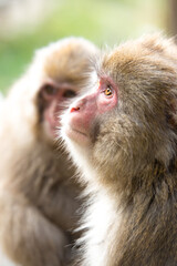 ニホンザルの自由で楽しい暮らしのポートレート 猿のかわいい姿