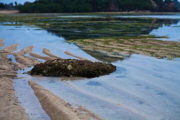 Grass growing on the sand beach