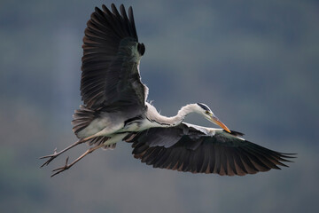 Grey heron bird fly with wings spread