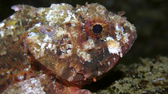 Black scorpionfish (Scorpaena porcus) on a stone covered with mussels, portrait.