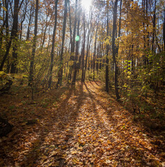 forest covered with fallen leaves