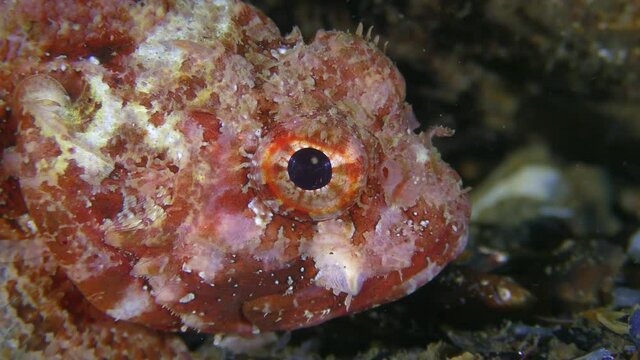 Black scorpionfish (Scorpaena porcus) brightly colored on the seabed, portrait.